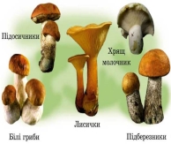 http://subject.com.ua/textbook/nature/2klas/2klas.files/image098.jpg